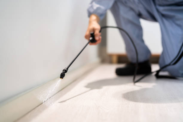 Professional exterminator conducting IPM assessment in Morehead