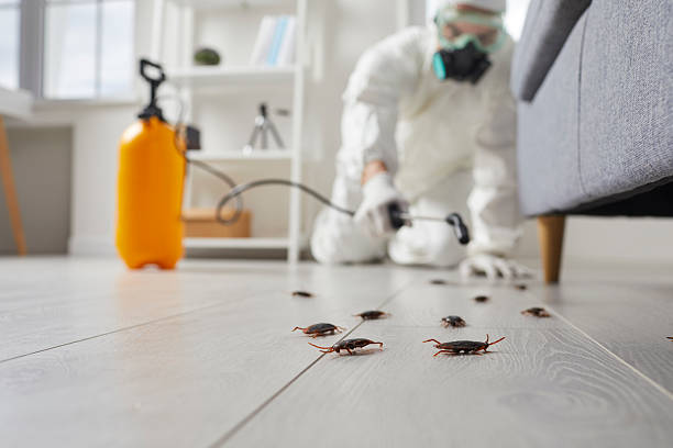 Commercial Rodent Management in Morehead
